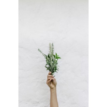 Hemp & Vape Derived Alternatives